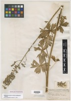 Isolectotype of Delphinium elatum L. var. occidentale S. Watson [family RANUNCULACEAE]
