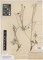 Isotype of Delphinium leptophyllum Hemsley [family RANUNCULACEAE]