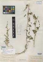 Lectotype of Chenopodium fremontii S. Watson [family AMARANTHACEAE]