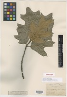 Isotype of Quercus ×bushii Sarg. [family FAGACEAE]
