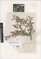 Syntype of Aphora humilis Engelm. & A. Gray [family EUPHORBIACEAE]