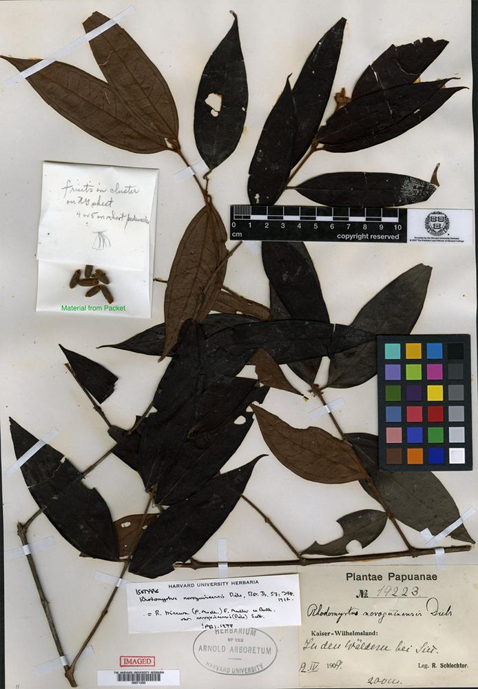 Rhodomyrtus trineura specimen 10.5555/al.ap.specimen.a00071292