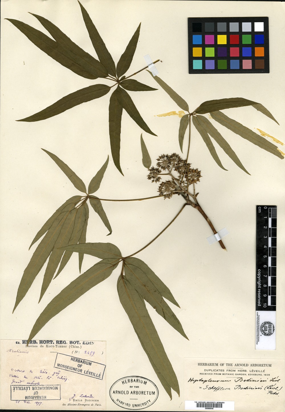 Schefflera bodinieri specimen 10.5555/al.ap.specimen.a00069048