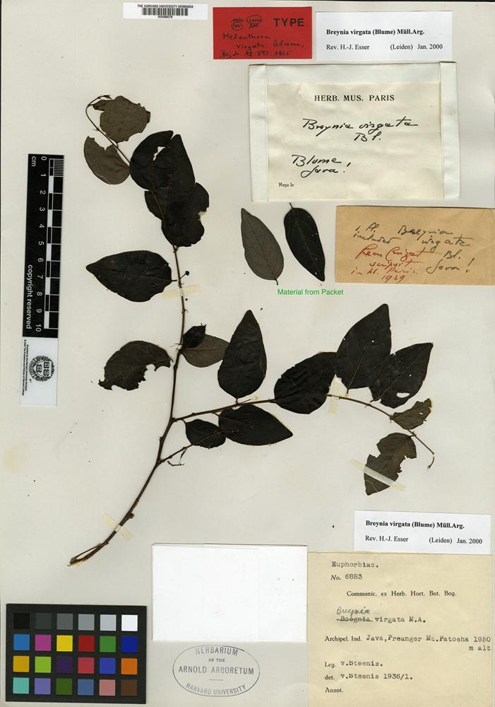Melanthesa virgata specimen 10.5555/al.ap.specimen.a00098578